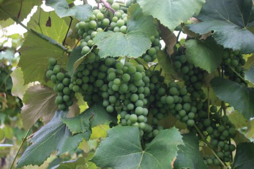 Mich-viticulture-green-grapes