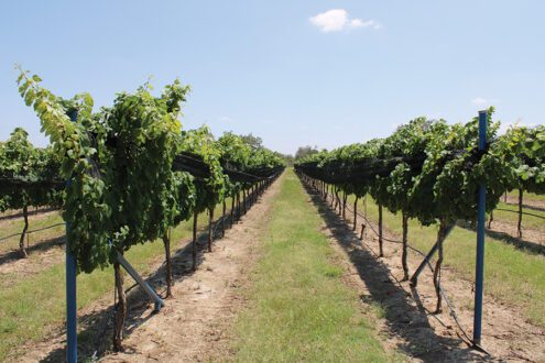 Texas-Heritage-vineyard