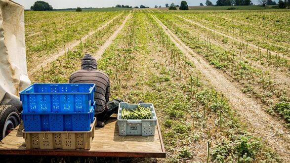 asparagus harvest aewr Michigan Farm Bureau
