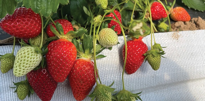 SweeTangos hit retail shelves after Labor Day - Fruit Growers News