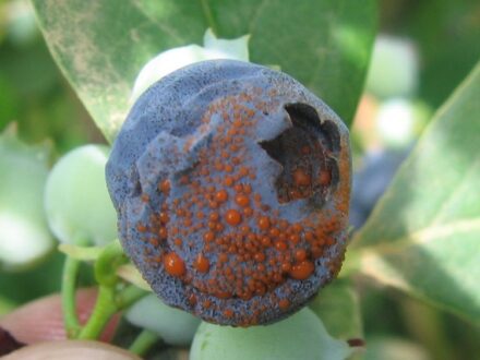 anthracnose fruit rot blueberry