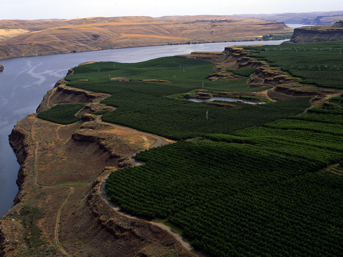 FirstFruits Farms Discusses Opal® Apple Growth; Chuck Zeutenhorst