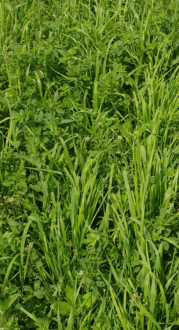 Cover-crop-alfalfa-red-clover