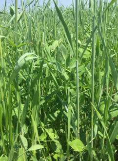 cover-crop-mix-bybee-findley