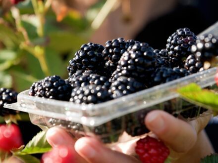 Sweet-Ark Immaculate blackberry