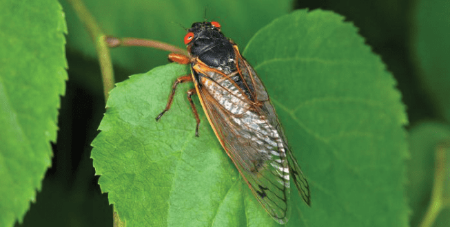 Cicada-usda