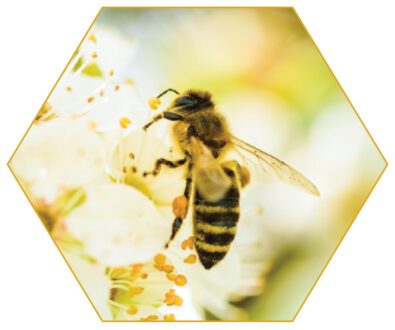 Bee-pollinators