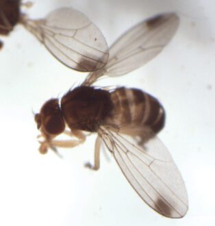 Spotted-wing drosophila