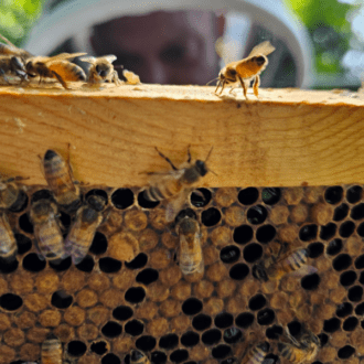 honeybees hive 