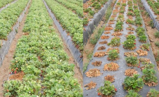 There is a stark difference in plant vigor between an ASD-treated plot (left) and a standard untreated plot in an organic field infected with charcoal rot. Photo by Joji Muramoto