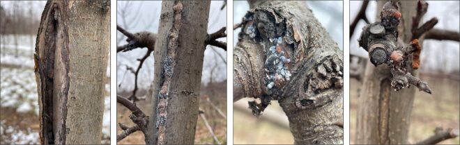 Overwintering populations of woolly apple aphid in high-density apple.  