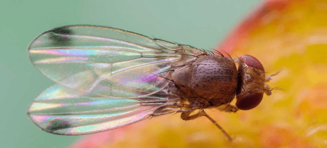 Researchers are studying new biological controls for the spotted wing drosophila. Photo courtesy of Oregon Department of Agriculture.