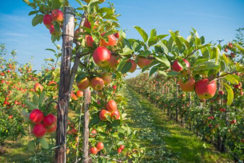 USApple grove apples