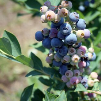 blueberries Georgia Extension