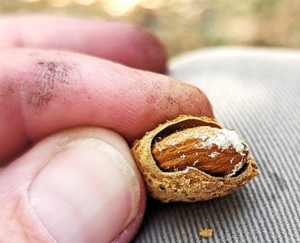 Researchers and almond growers are seeking solutions for controlling the carpophilus beetle. Powdery frass left by the beetle cover an almond shell and nut. Photo/ Houston Wilson/UCCE.