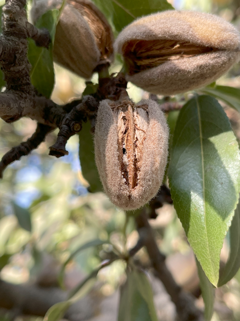 During hull split in almonds, adult carpophilus beetles will burrow into the shell along the suture line. Entry holes can be seen in the above photo along the left side of the suture. Photo/ Jhalendra Rijal/ UCCE.