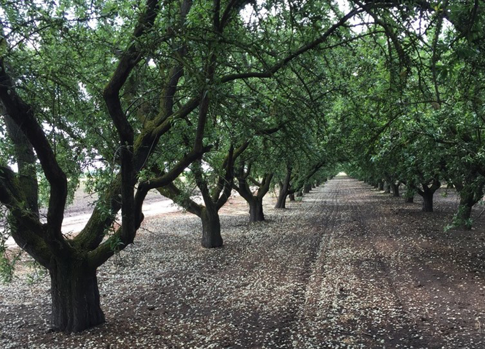 University of California researchers and almond growers are seeking solutions for controlling the carpophilus beetle, a newcomer to the state that is an established pest in Australia.Photo/Jhalendra Rijal/University of California Cooperative Extension