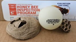 Comparison of embryo nest of Yellow-legged Hornet and ping pong ball (Photo credit: Jonathan Veit, Clemson University, news.clemson.edu/clemson-officials-asking-residents-to-inspect-homes-and-other-structures-for-hornets-nests/).