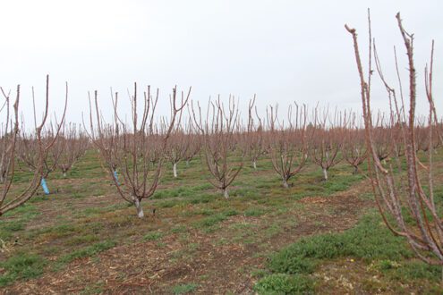 In 2020, Tenerelli Orchards planted its first cherry u-pick orchard and opened it to u-pick in 2023.