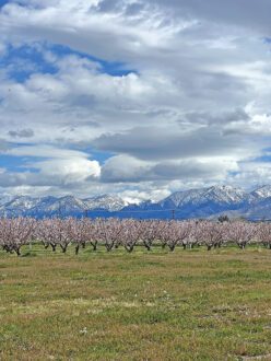 Tenerelli Orchards grows apricots, peaches, cherries and other fruit.