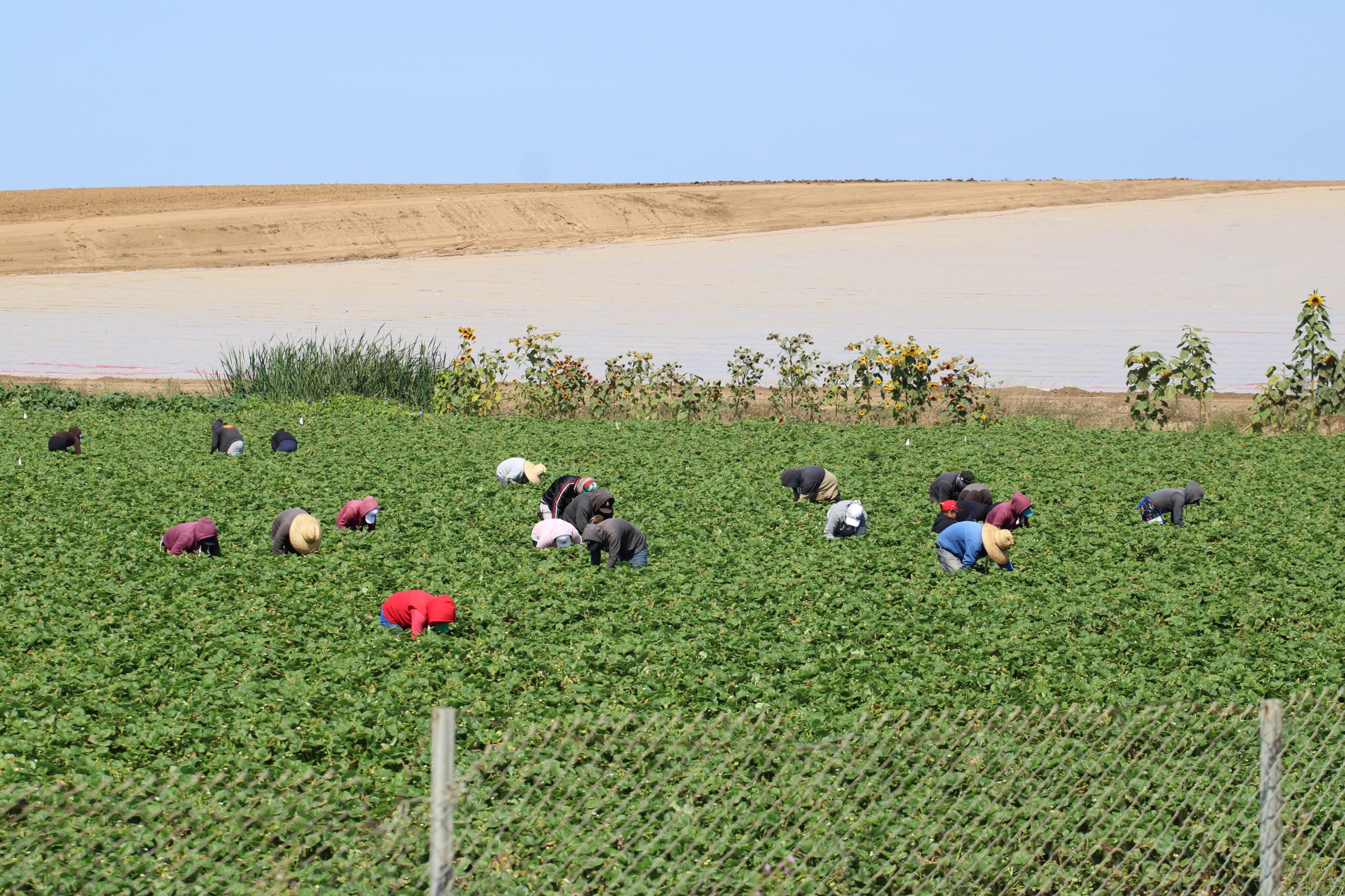 farm labor workers harvesting H-2A H2A AEWR farmworker
