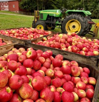 apples Michigan bins