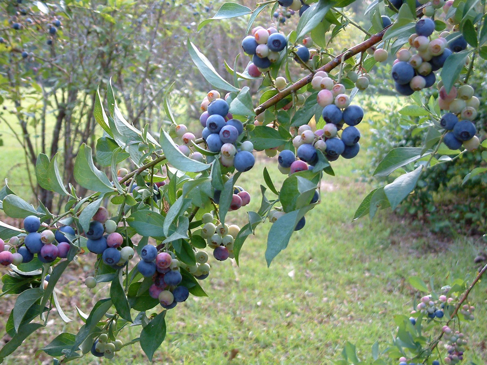 blueberries bushes