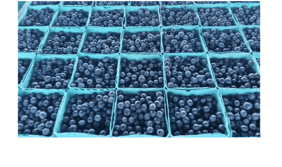 blueberries