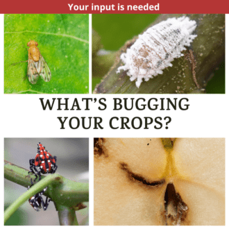 What's bugging your crops image