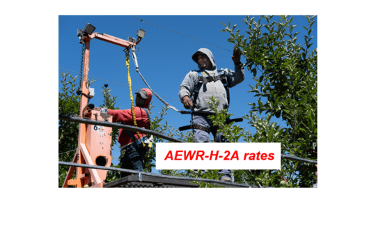 labor AEWR Adverse Effect Wage Rate H-2A H2A farm worker farmworker harvesting