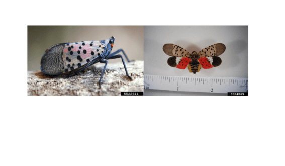 Spotted lanternflies. Photo by Lawrence Barringer, Pennsylvania Department of Agriculture, Bugwood.org.