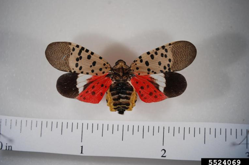 Adult spotted lanternfly. Photo by Lawrence Barringer, Pennsylvania Department of Agriculture, Bugwood.org.