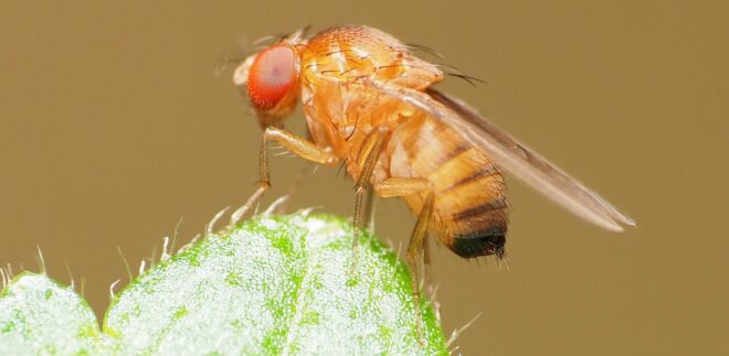 Spotted wing drosophila.