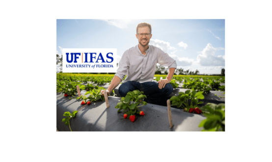 UF Florida strawberries Vance Whitaker