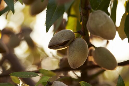 almonds on the tree