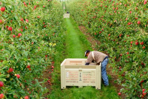 farmworker harvesting apples