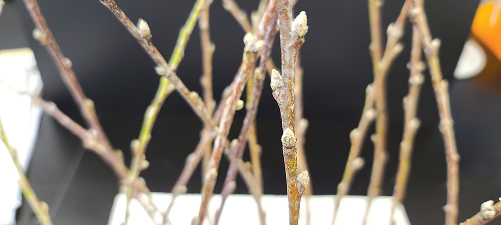 Close up image of peach floral stems with buds