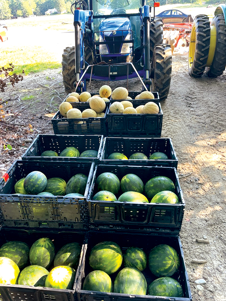 watermelon cantaloupes 