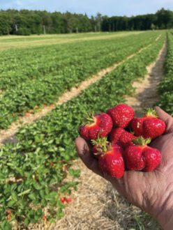 Strawberry season at the farm runs from the end of June to early August and is popular with customers.