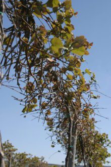 Pruning, including these minimally machine-pruned juice grapes, maintains vine consistency and management and bud numbers.