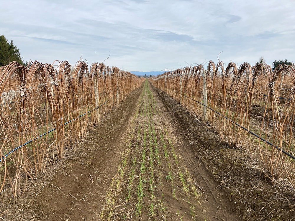 The use of cover crops is emerging as a powerful tool that offers both benefits and challenges in cultivating vibrant yields.