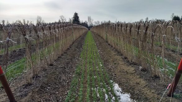 The use of cover crops is emerging as a powerful tool that offers both benefits and challenges in cultivating vibrant yields. Photos courtesy of Washington State University.