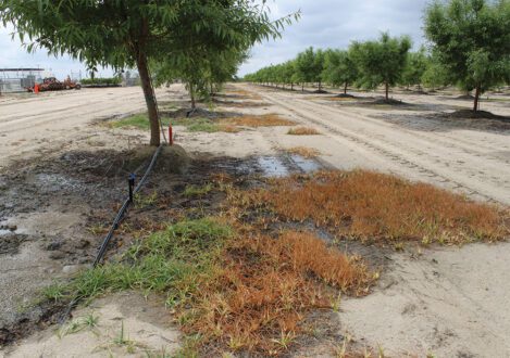 Herbicide performance evaluations  in a commercial almond orchard.  