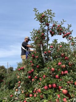 Talon Felker in apple orchard harvesting apples.