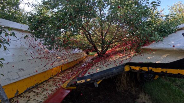 Tart cherries being harvested with harvesting equipment at Cherry Ke.