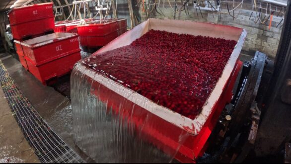 Tart cherries being processed after harvest at Cherry Ke.