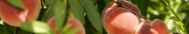 University of Florida peaches on tree