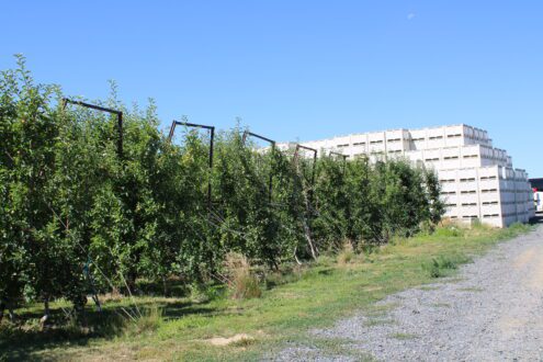 apples in orchard rows
