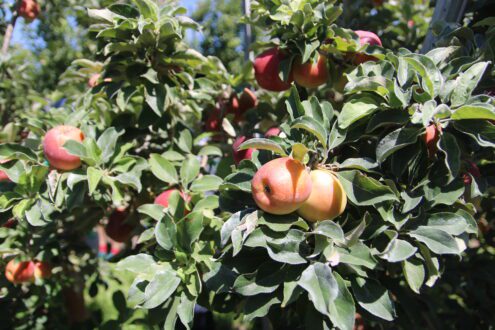 red apples in orchard