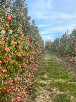 Red apples in orchard.
